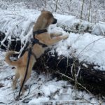 Mischling Benny, 08/2025, Endgröße ca. 55 cm, 26655 Westerstede