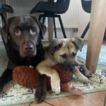 Mischling Benny, 08/2025, Endgröße ca. 55 cm, 26655 Westerstede