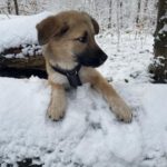 Mischling Benny, 08/2025, Endgröße ca. 55 cm, 26655 Westerstede