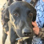 Mischling Blacky, 05/2025, Endgröße ca. 55 cm