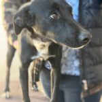 Mischling Blacky, 05/2025, Endgröße ca. 55 cm