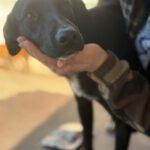 Mischling Blacky, 05/2025, Endgröße ca. 55 cm