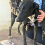 Mischling Blacky, 05/2025, Endgröße ca. 55 cm