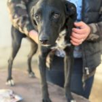 Mischling Blacky, 05/2025, Endgröße ca. 55 cm