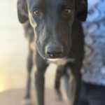 Mischling Blacky, 05/2025, Endgröße ca. 55 cm