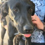 Mischling Blacky, 05/2025, Endgröße ca. 55 cm