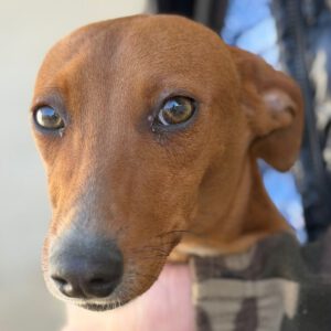 Mischling Blanca Nieve, 04/2025, Endgröße ca. 45 cm