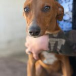 Mischling Blanca Nieve, 04/2025, Endgröße ca. 45 cm