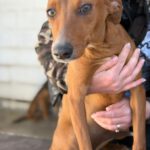 Mischling Blanca Nieve, 04/2025, Endgröße ca. 45 cm