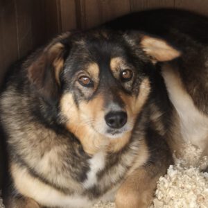 Mischling Bonnie, 01/2022, ca. 43 cm