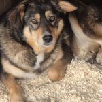 Mischling Bonnie, 01/2022, ca. 43 cm