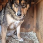 Mischling Bonnie, 01/2022, ca. 43 cm