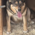 Mischling Bonnie, 01/2022, ca. 43 cm