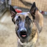 Malinois-Mischling Botas, 12/2023, ca. 55 cm