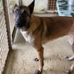 Malinois-Mischling Botas, 12/2023, ca. 55 cm