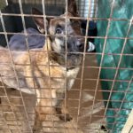 Malinois-Mischling Botas, 12/2023, ca. 55 cm