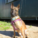 Malinois-Mischling Botas, 12/2023, ca. 55 cm