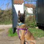 Malinois-Mischling Botas, 12/2023, ca. 55 cm