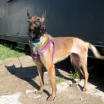 Malinois-Mischling Botas, 12/2023, ca. 55 cm