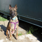 Malinois-Mischling Botas, 12/2023, ca. 55 cm