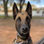 Malinois-Mischling Brave, 05/2022, ca. 65 cm