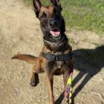 Malinois-Mischling Brave, 05/2022, ca. 65 cm