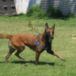 Malinois-Mischling Brave, 05/2022, ca. 65 cm