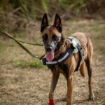 Malinois-Mischling Brave, 05/2022, ca. 65 cm