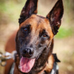 Malinois-Mischling Brave, 05/2022, ca. 65 cm
