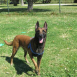 Malinois-Mischling Brave, 05/2022, ca. 65 cm