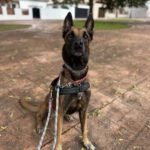 Malinois-Mischling Brave, 05/2022, ca. 65 cm