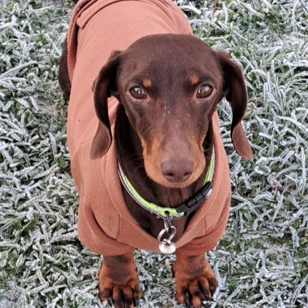 Zwergdackel Bruja,02/2021, ca. 23 cm, 28857 Syke