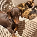 Zwergdackel Bruja,02/2021, ca. 23 cm, 28857 Syke