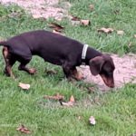 Zwergdackel Bruja,02/2021, ca. 23 cm, 28857 Syke