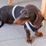 Zwergdackel Bruja,02/2021, ca. 23 cm, 28857 Syke