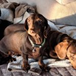 Zwergdackel Bruja,02/2021, ca. 23 cm, 28857 Syke