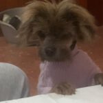 Yorkshire Terrier Buck, 01/2015, ca. 20 cm