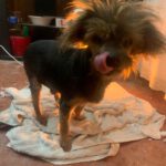 Yorkshire Terrier Buck, 01/2015, ca. 20 cm