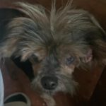 Yorkshire Terrier Buck, 01/2015, ca. 20 cm