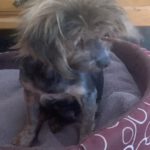 Yorkshire Terrier Buck, 01/2015, ca. 20 cm