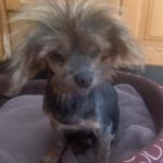 Yorkshire Terrier Buck, 01/2015, ca. 20 cm