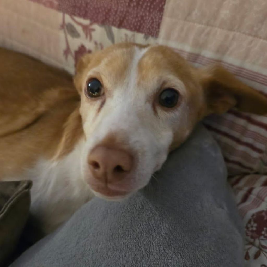 Podenco Camaron, 05/2019, ca. 45 cm, 38458 Velpke