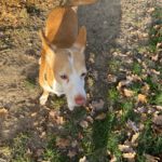 Podenco Camaron, 05/2019, ca. 45 cm, 38458 Velpke