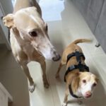 Podenco Camaron, 05/2019, ca. 45 cm, 38458 Velpke