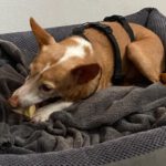 Podenco Camaron, 05/2019, ca. 45 cm, 38458 Velpke