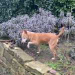 Podenco Camaron, 05/2019, ca. 45 cm, 38458 Velpke