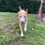 Podenco Camaron, 05/2019, ca. 45 cm, 38458 Velpke