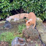 Podenco Camaron, 05/2019, ca. 45 cm, 38458 Velpke