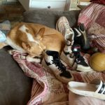 Podenco Camaron, 05/2019, ca. 45 cm, 38458 Velpke