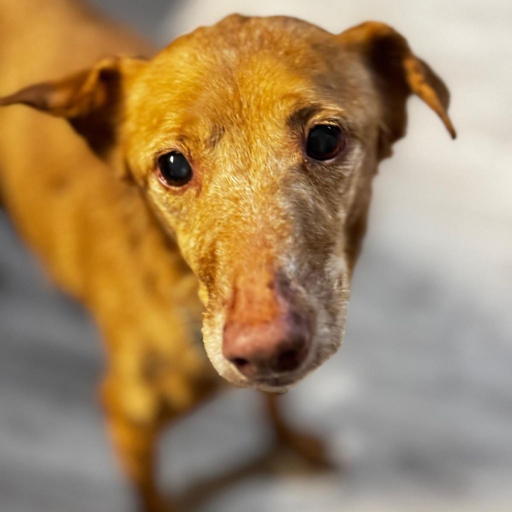 Podenco Canela, 02/2015, ca. 40 cm, 24558 Henstedt Ulzburg